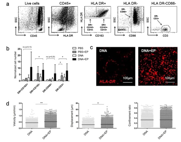 Analysis of immune cell infiltration in skin tissue with EP and DNA+EP administration.