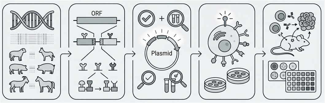 Chimeric DNA vaccine design workflow
