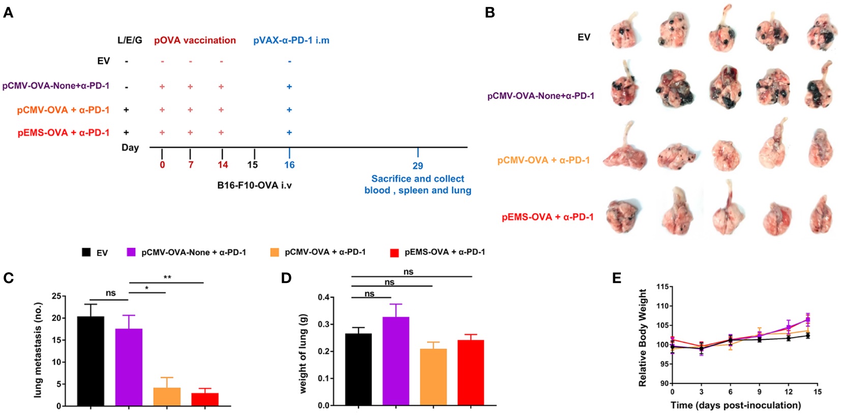 Anti-lung metastasis effect of DNA vaccine plus intramuscular PD-1 gene transfer in B16F10-OVA model.