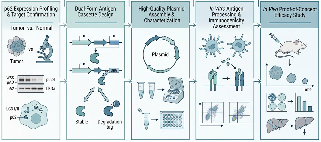 p62 DNA vaccine development workflow