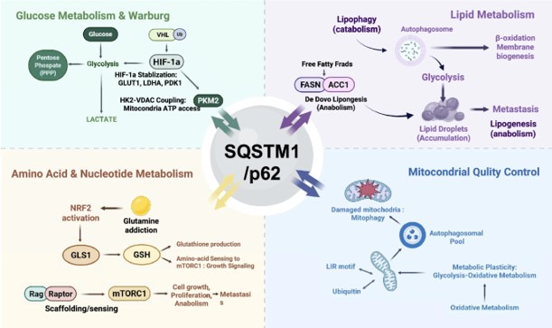 Schematic of p62-regulated context-specific oncogenic adaptation in multiple tumors.