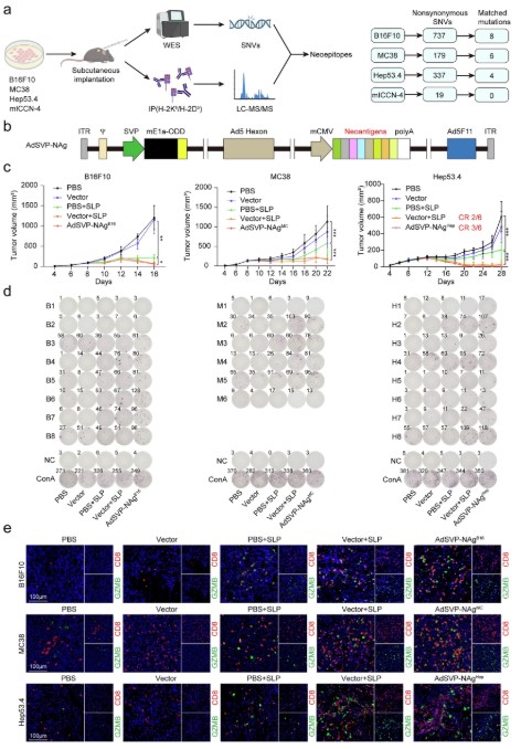 Workflow of neoantigen screening and delivery mediated by oncolytic adenoviruses