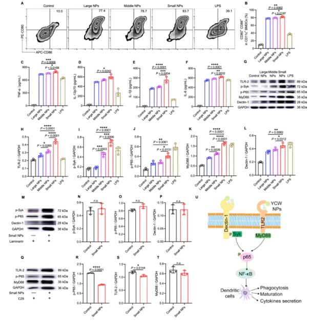 Schematic illustrating the activation of dendritic cells triggered by YCW NPs and relevant molecular mechanisms.