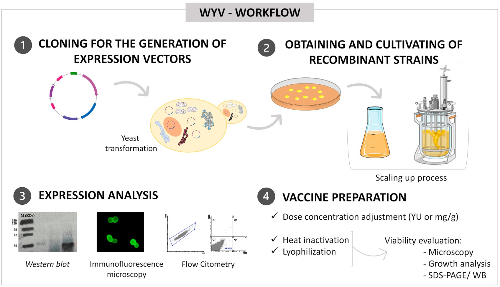 Schematic outlining sequential steps of whole yeast vaccine development prior to immunological testing.