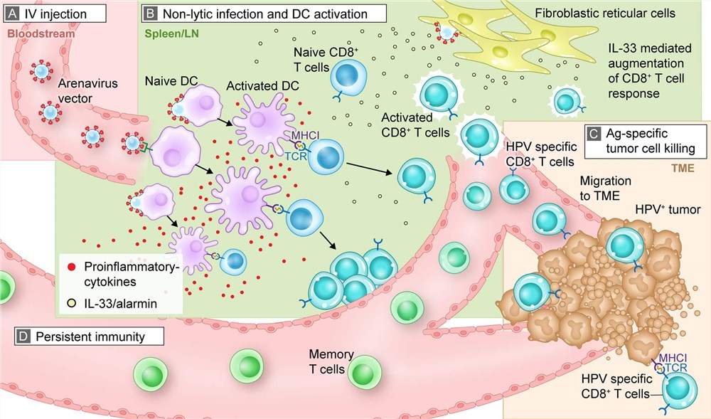 Proposed in vivo mechanisms by which arenavirus vectors induce antigen-specific antitumor immune responses.