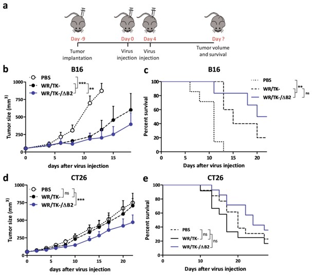 Antitumor effects of cGAMP nuclease-deficient oncolytic vaccinia virus in murine tumor models.