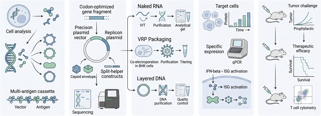 Integrated alphavirus vaccine design workflow