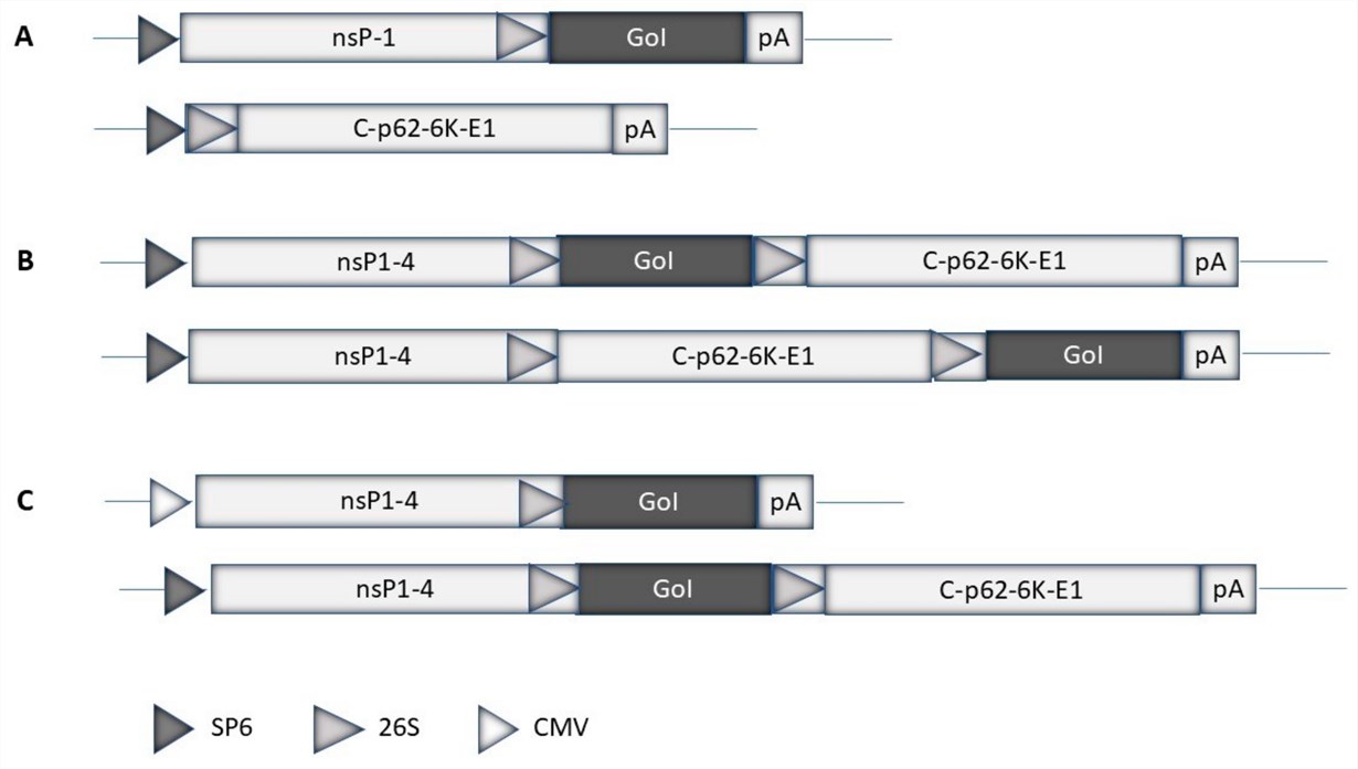 Diagram depicting alphavirus-based expression platforms.