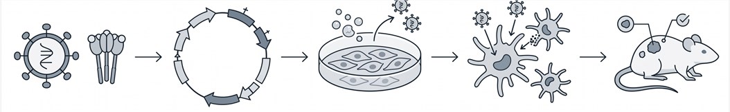 Integrated lentivirus vaccine development workflow