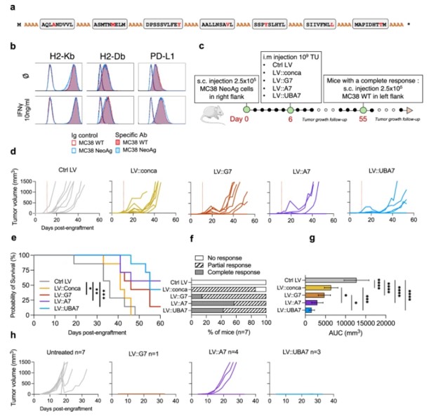 Therapeutic antitumor activity of lentiviral poly-neoepitope vaccines.