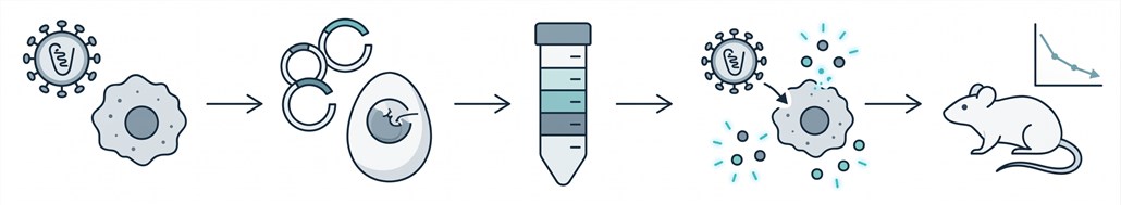 Integrated NDV vaccine development workflow