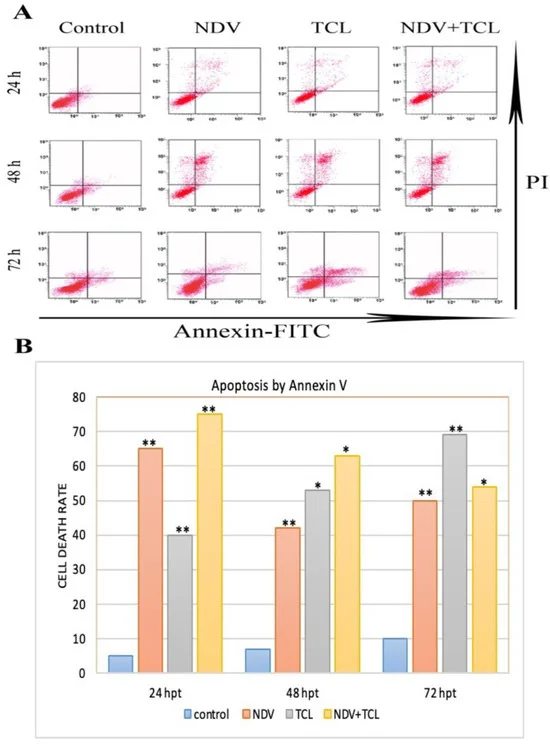 NDV triggers apoptotic and immunogenic cell death in colon carcinoma cells.