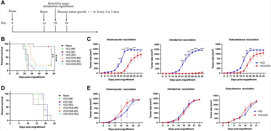 Tumor preventive effect of novel HSV-1-OVA in B16cOVA murine model.