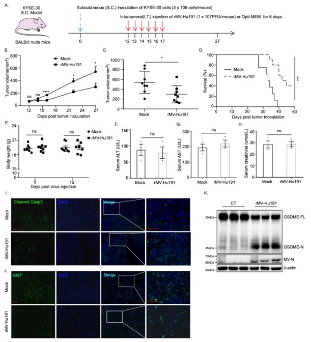MeV oncolytic virotherapy drives immunogenic cell death and primes antitumor T cell responses.