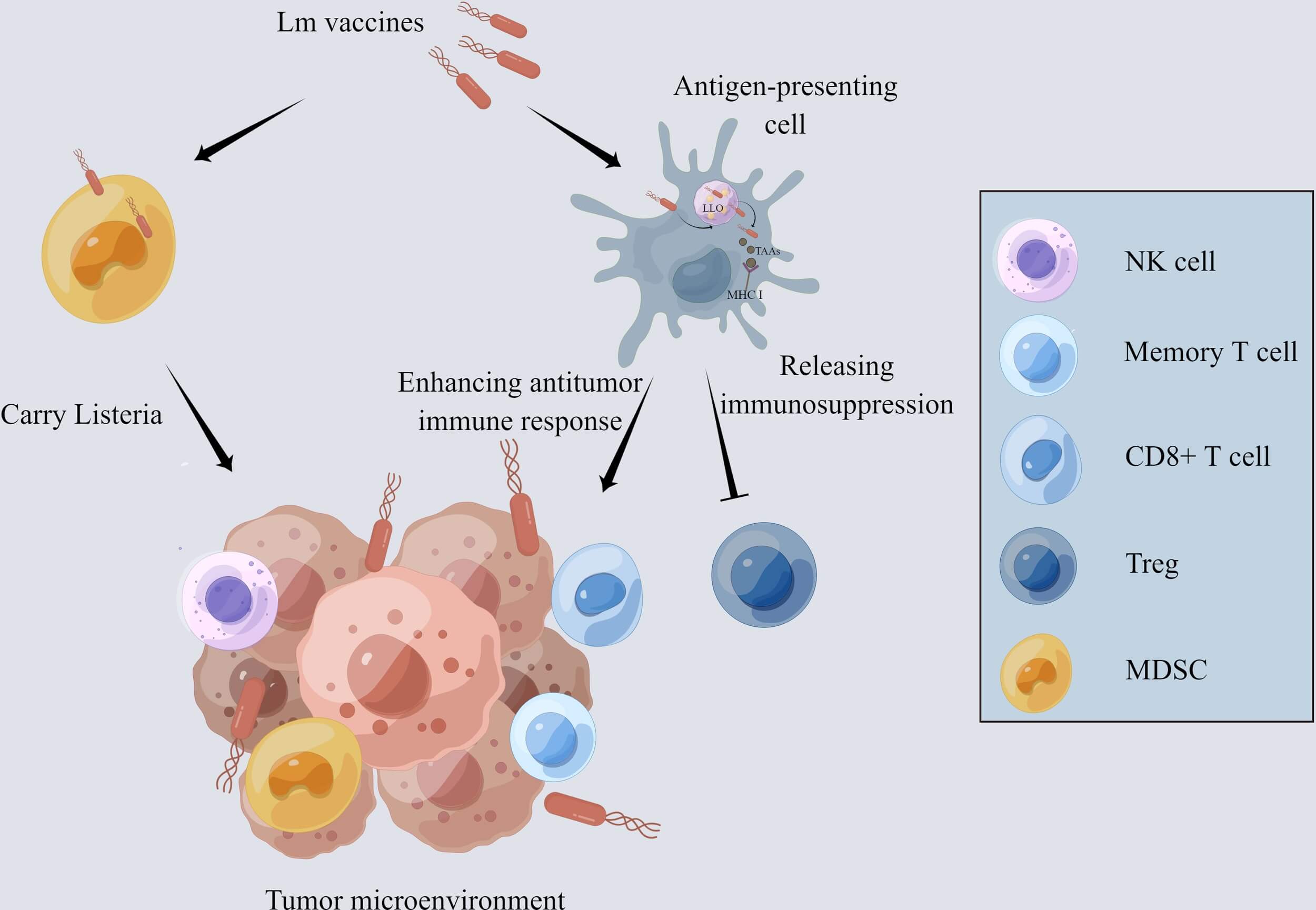Preclinical evaluation of Listeria monocytogenes-based cancer vaccine immunogenicity and tumor protection.