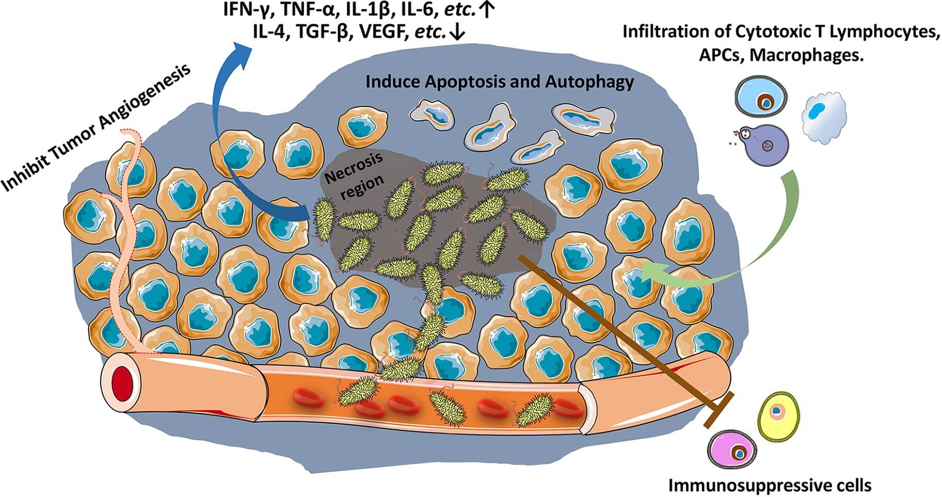 Schematic showing Salmonella-induced host anti-tumor immune responses.