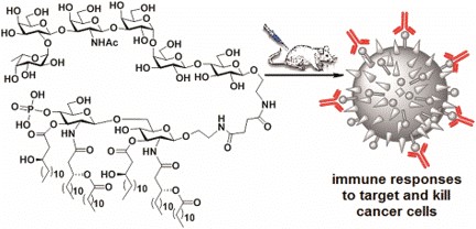 Synthetic MPLA-globo H conjugate elicits potent T cell immunity targeting breast cancer.