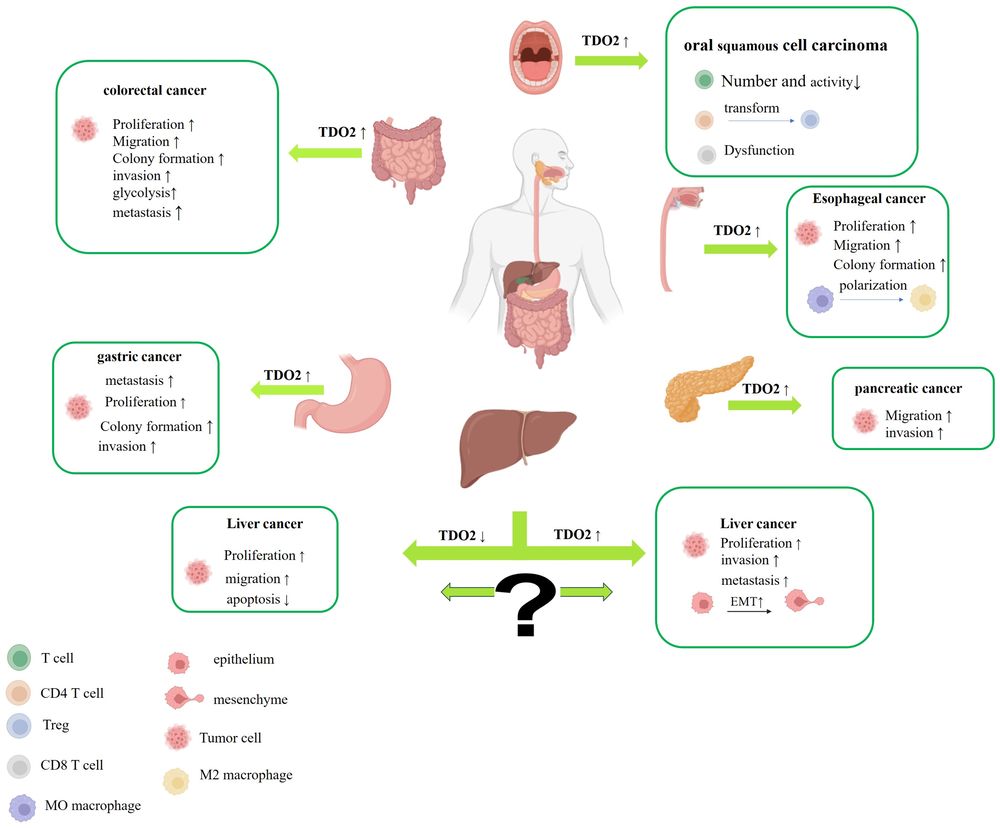 Schematic illustrating the involvement of TDO2 in malignant digestive system diseases.