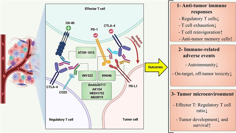 Schematic illustrating BsAbs targeting CTLA-4 in immune and cancer cell cross-talk.