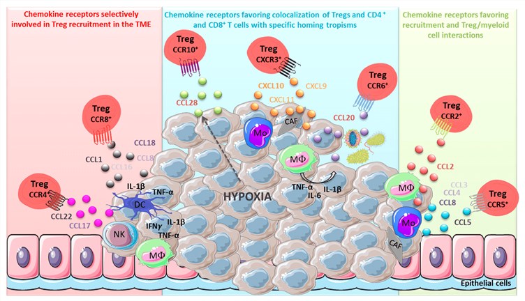 Schematic of chemokine/receptor axes for Treg recruitment and production mechanisms in the TME.