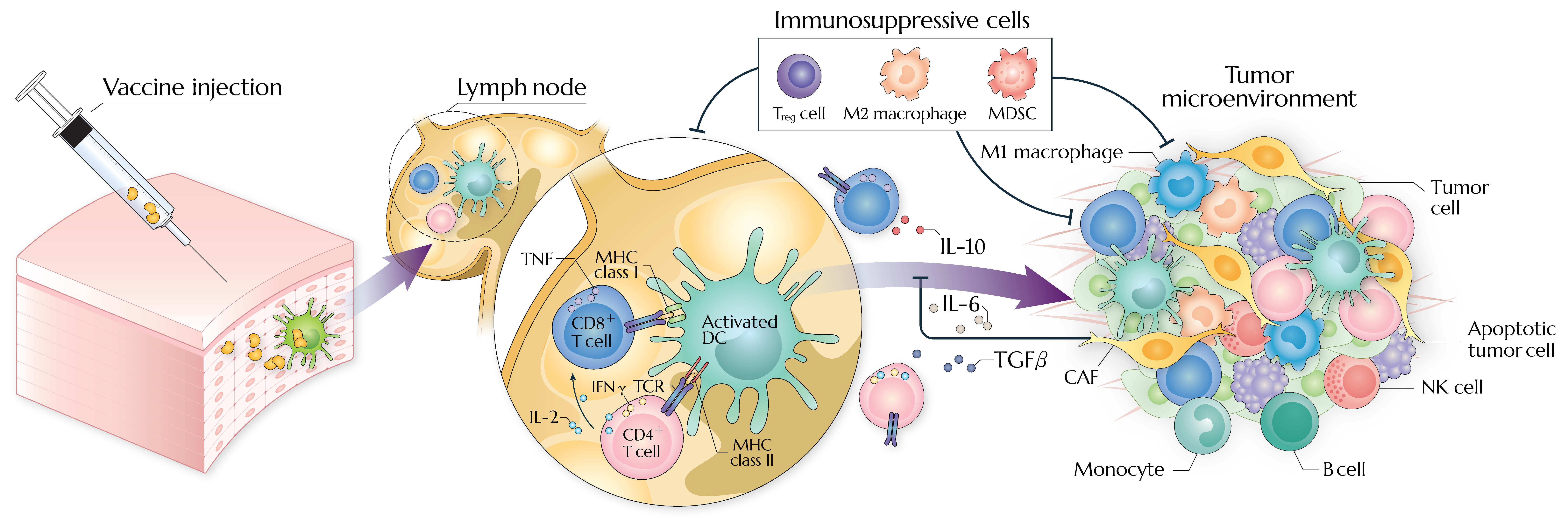 Action modes and resistance mechanisms of therapeutic cancer vaccines.