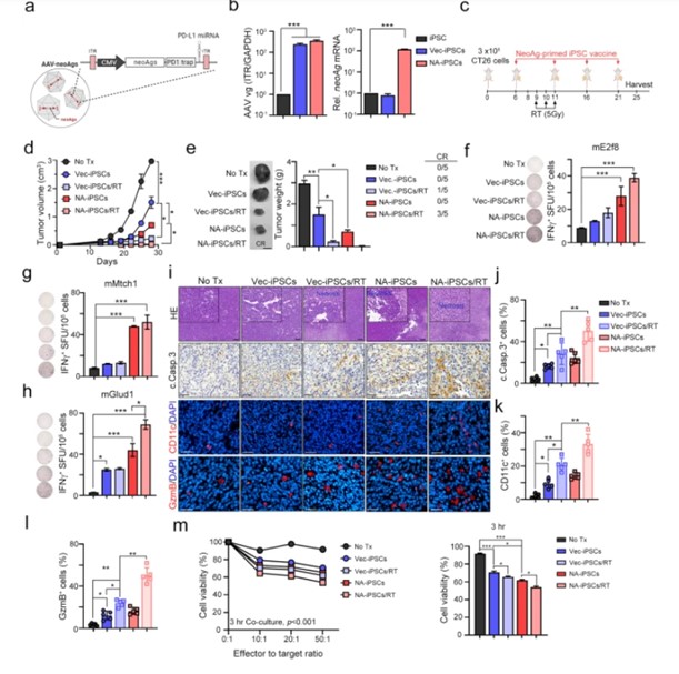 NA-iPSC vaccination plus radiotherapy for tumor eradication in CRC model.