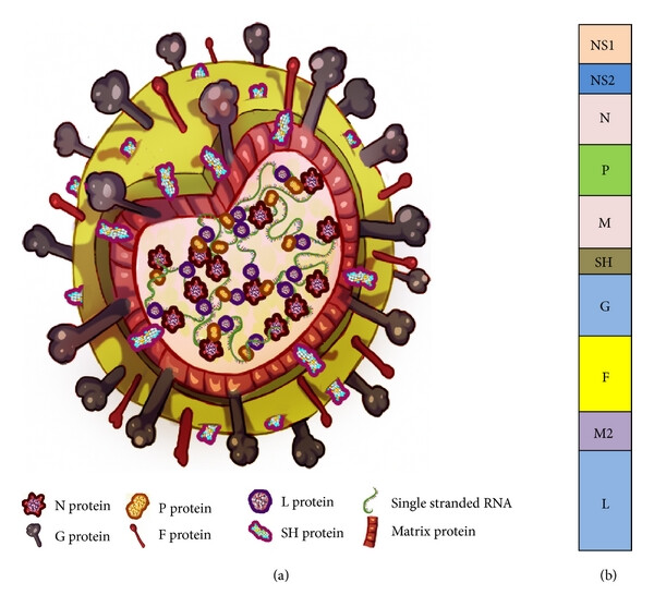 Fig.1 Visualizing the structure and genomic layout of respiratory syncytial virus. (OA Literature)