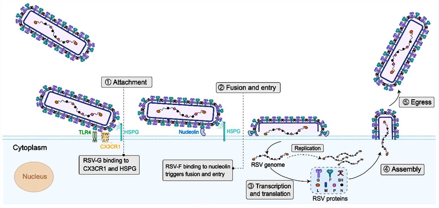 The respiratory syncytial virus (rsv) life cycle. (OA Literature)