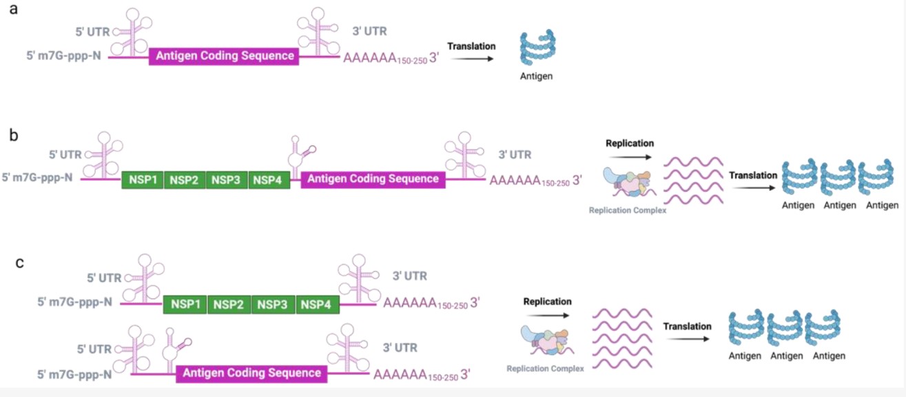 Schematic diagram of the molecular structure of mRNA vaccine.