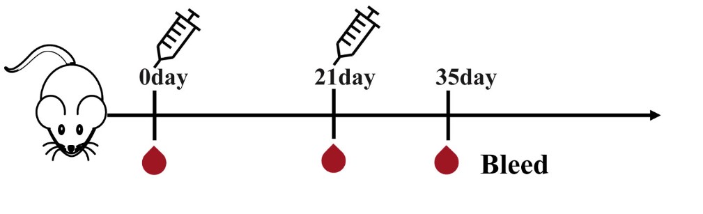 In vivo experiment for rabies mRNA vaccine sequence screening in mice.