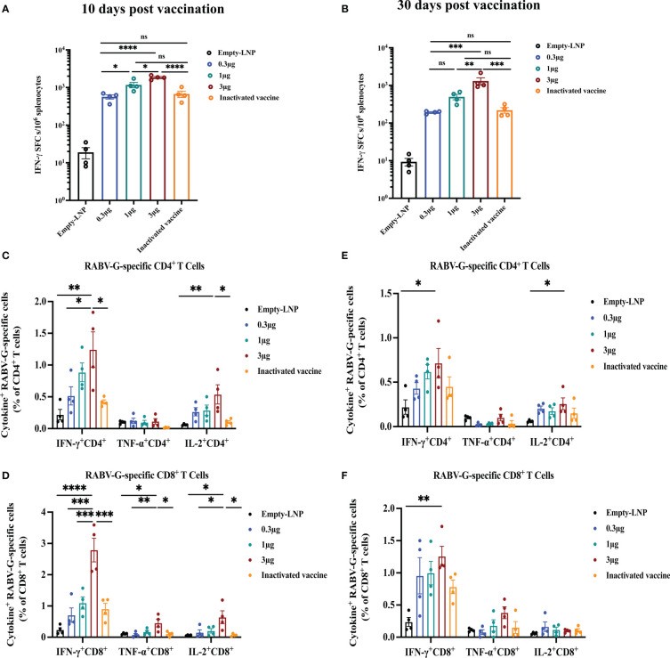 T-cell mediated immune response in vaccinated mice.