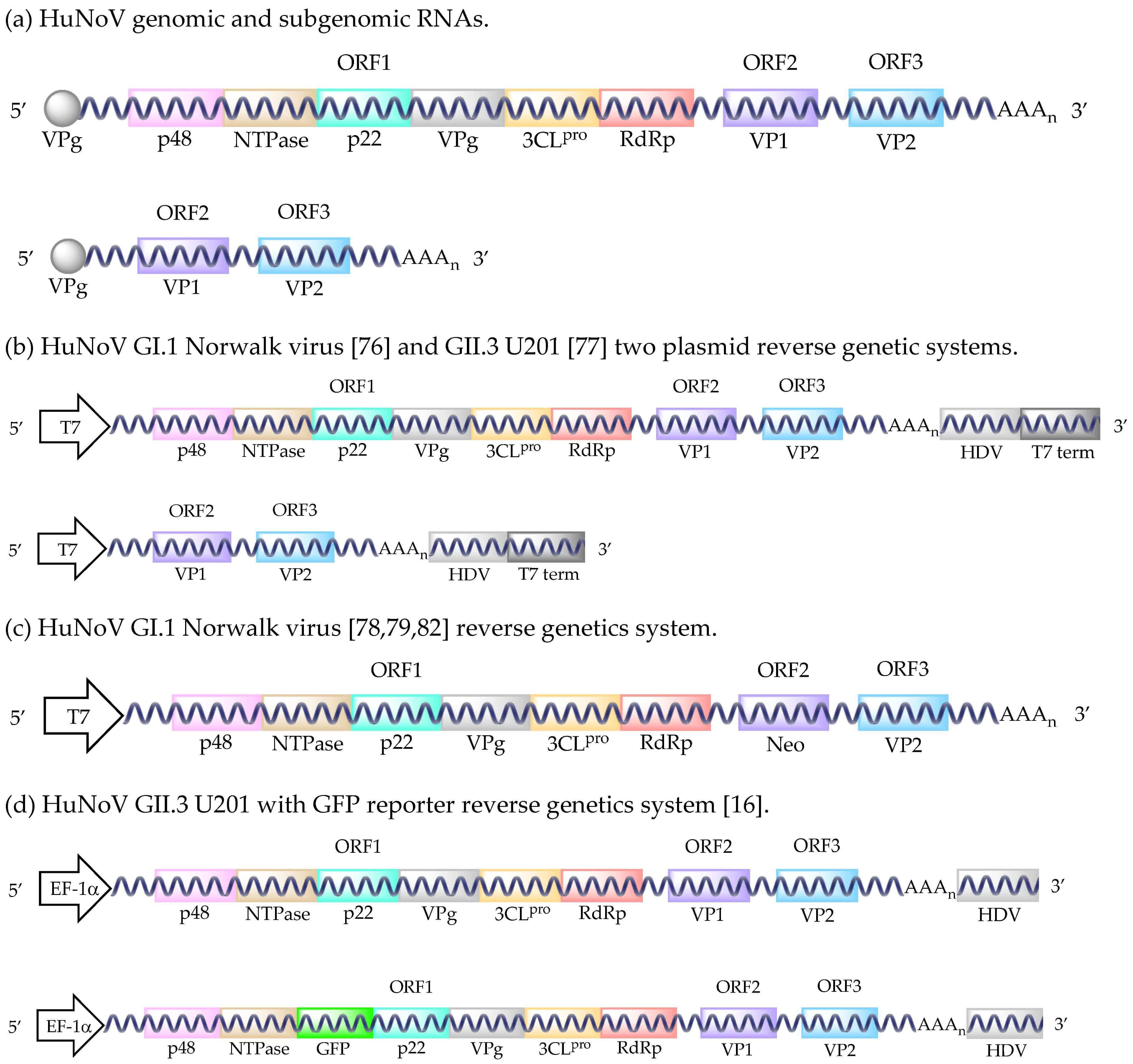 Fig.1 Decoding human norovirus with reverse genetics. (OA Literature)