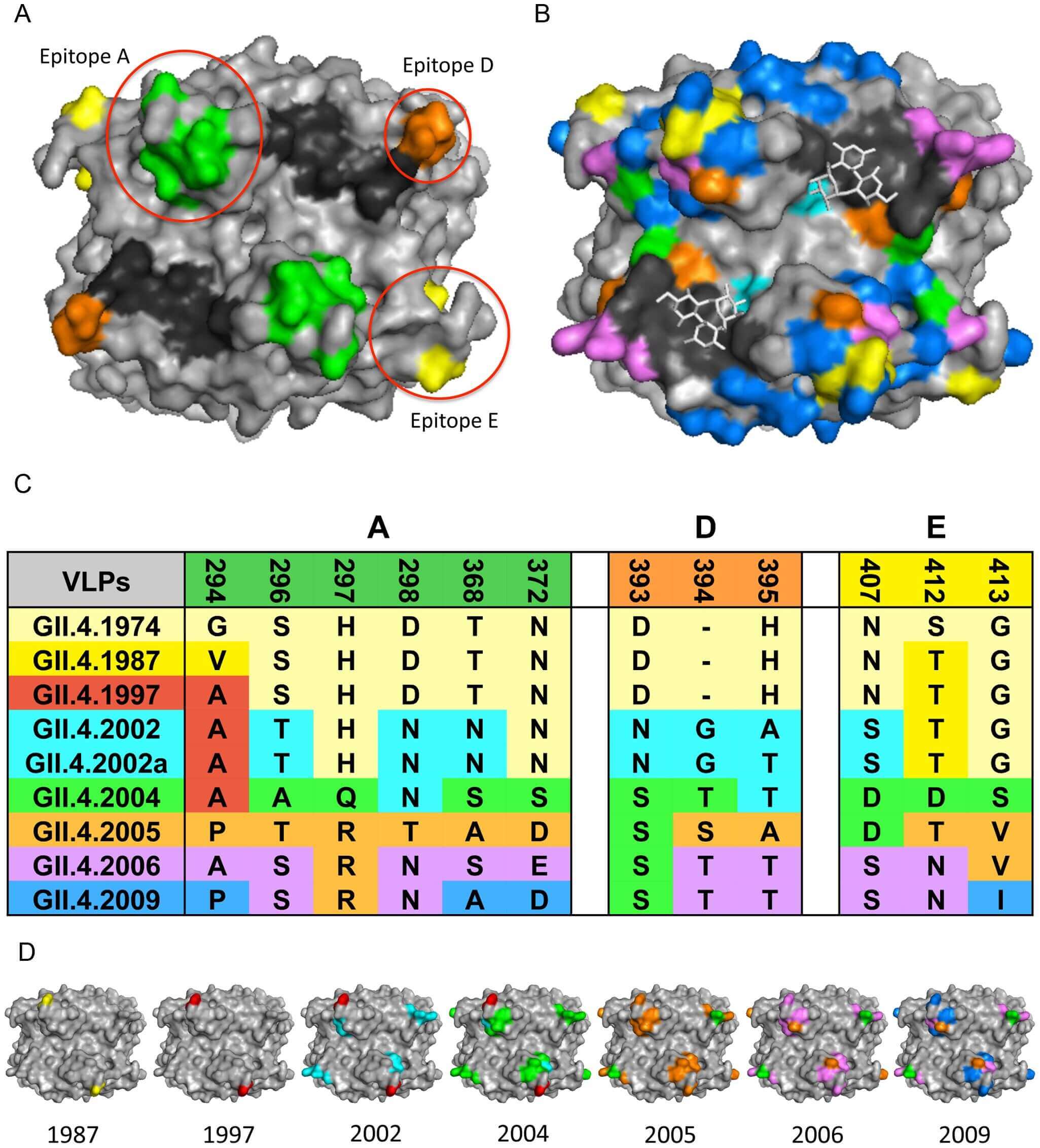 Fig.1 The evolution of GII.4 norovirus. (OA Literature)