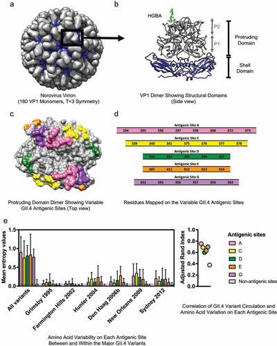 Fig.1 The VP1 protein of human norovirus: structure and antigenic variability. (OA Literature)