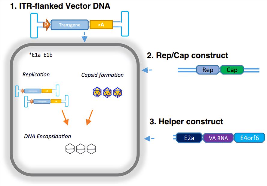 The three components must be delivered to the host cell line by transfection or viral infection: the vector AAV DNA containing the gene of interest, the Rep and Cap genes and the helper genes from adenovirus. Rep78 and 68 promote AAV DNA rescue and subsequent replication. Cap protein is synthesized in the cytoplasm and shuttles to the nucleus for assembly. AAP supports the assembly and maturity of AAV capsids. Rep52 and 40 interact with single-stranded DNA and capsids to promote viral DNA encapsidation. P, promoter; pA, polyadenylation sequence; E1a and E1b: adenovirus proteins