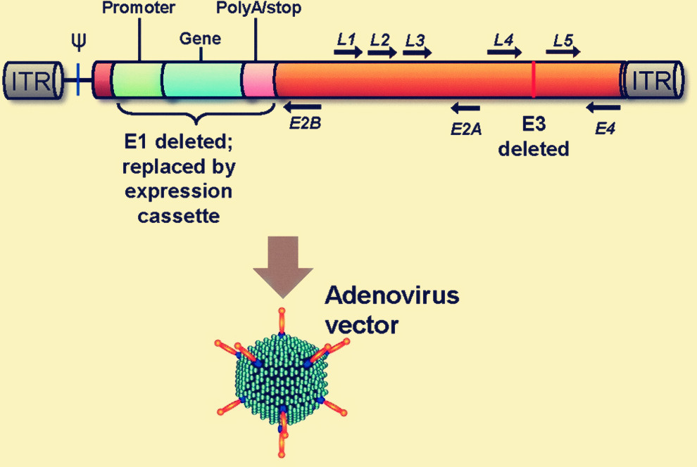 Adenovirus construction and virus packaging.