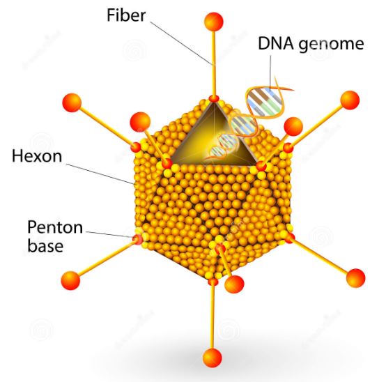 The structure of adenovirus – Creative Biolabs