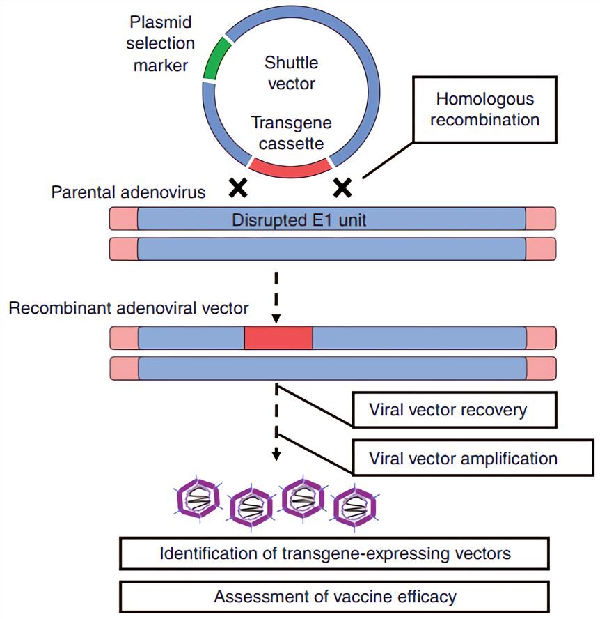 Development of adenoviral-vectored vaccines by homologous recombination. The most widely used strategy in the generation of E1-deleted human adenoviral vectors (homologous recombination in a viral packaging cell line) is described
