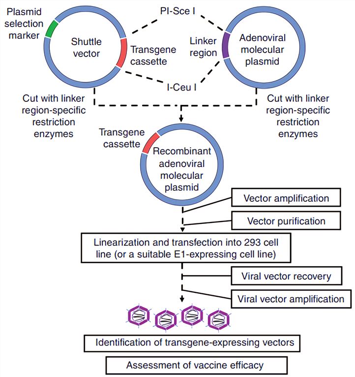 Strategies for developing adenoviral vector vaccines by direct cloning. An adenoviral vector is produced by direct in vitro molecular cloning of the entire adenovirus. This represents another strategy for generating adenoviral vectors that bypass the need for homologous recombination.