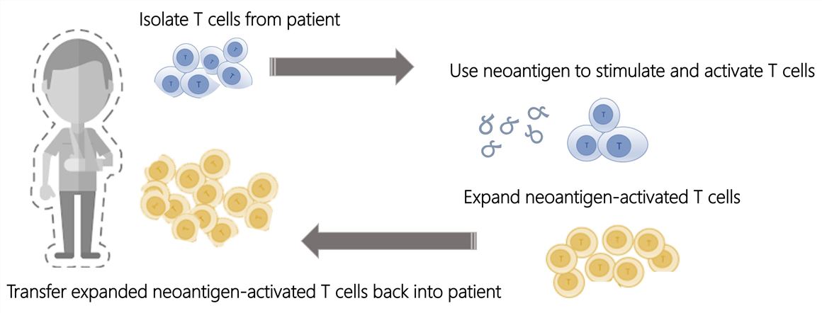 Adoptive Neoantigen-activated T Cell Transfer Therapy