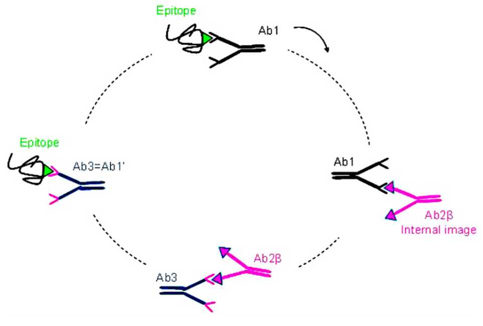 Immunization with a given Ag (green) generates the production of specific Abs directed against this Ag, theses first generation of Abs is named Ab1 (black). These Ab1 Abs can generate in turn the production of a series of anti-Id Abs directed against the Ab1 Abs and called Ab2. Some of these Ab2 Abs are able to mimic the three dimensional structure of the starting Ag, the Ab2 β (pink). Immunization with these Ab2 β Abs may lead to the production of anti-anti-Id Abs (Ab3 Abs) including the Ab1 Abs (blue) directed against the corresponding initial Ag recognized by the Ab1.