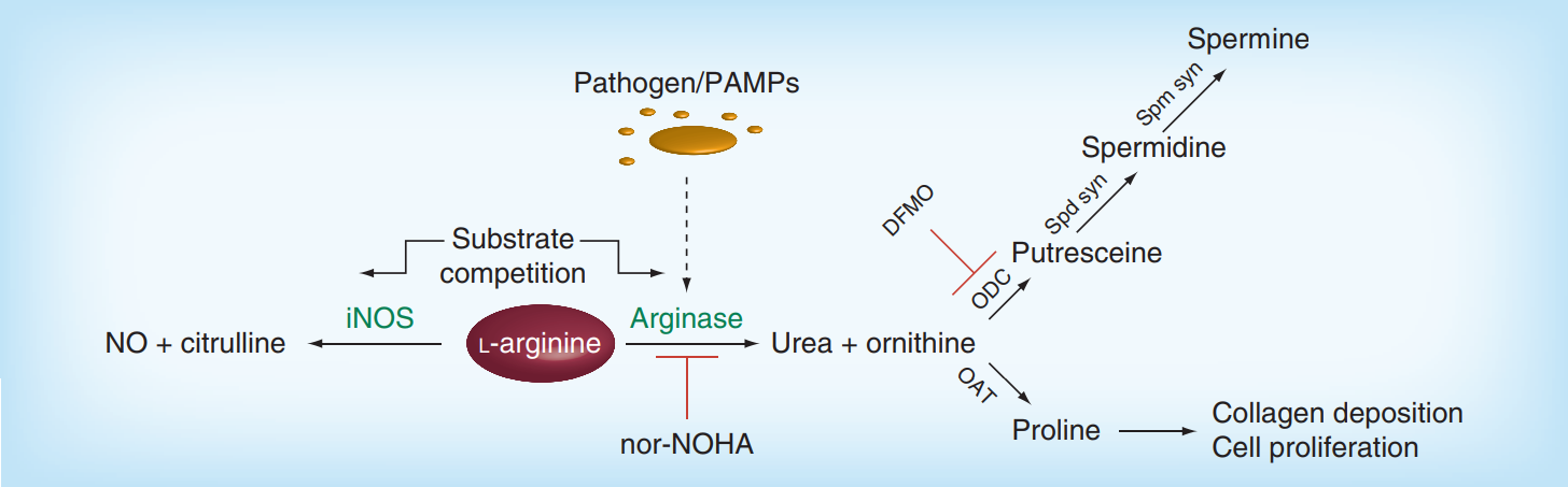 Mammalian arginine metabolism.