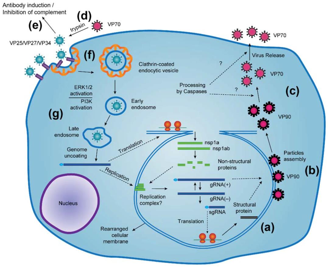 Fig.1 Human Astroviruses' replication cycle. (Arias, Carlos F. & Rebecca M. DuBois, 2017) (OA Literature)