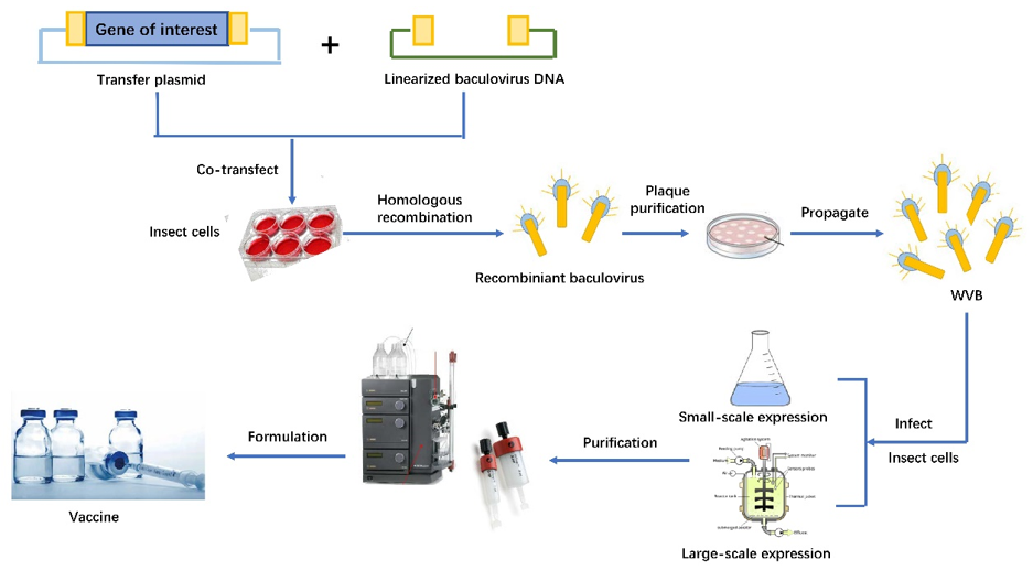 Vaccine production workflow in BEVS.