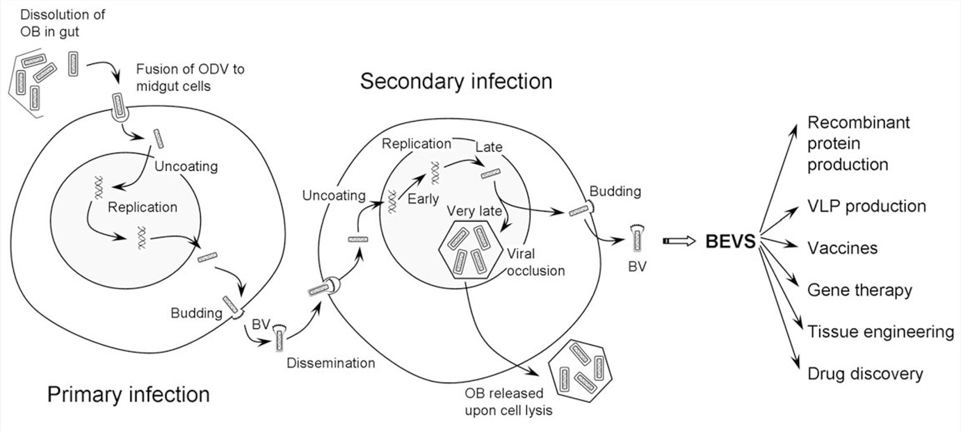 The replication cycle of a baculovirus – Creative Biolabs