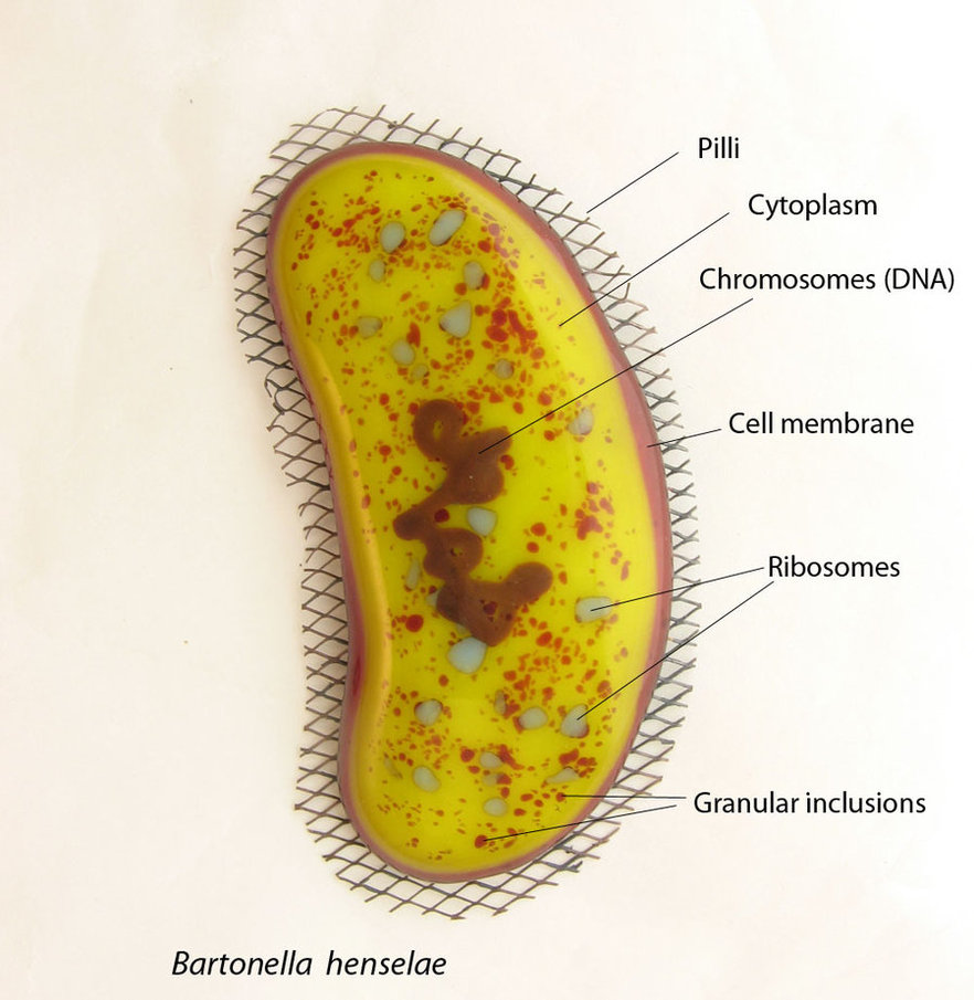 Bartonella henselae - Creative Biolabs