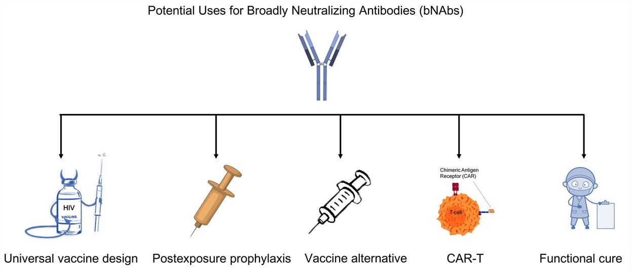 Potential uses for broadly neutralizing antibodies (bNAbs). - Creative Biolabs