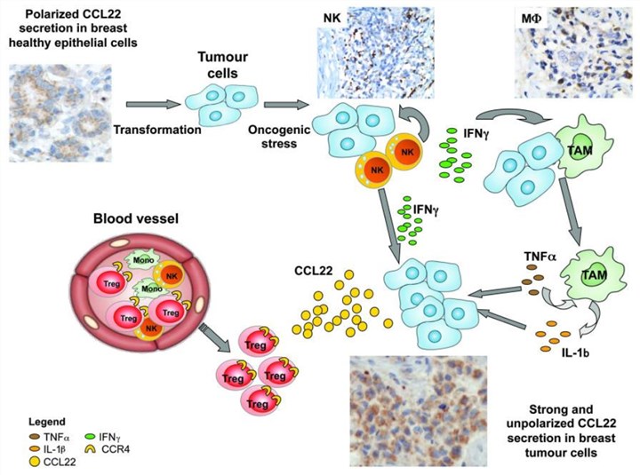 Scheme recapitulating the sequence of events leading to the strong non-polarized CCL22 production by tumor cells.