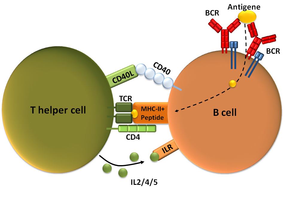 CD40 ligand - Creative Biolabs