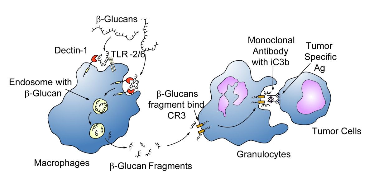 Fig. 2 The impact and subsequent responses of β-glucan to immune cells. (Chan, Godfrey Chi-Fung, Wing Keung Chan & Daniel Man-Yuen Sze, 2009) (OA Literature)